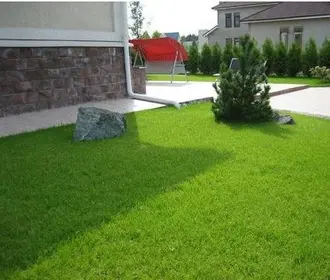 Полевица побегоносная (ползучая, или болотная), Agrostis stolonifera
