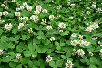 Белый клевер, Trifolium repens