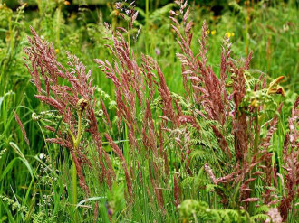 Овсяница красная, Festuca rubra