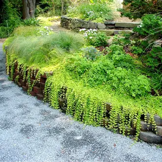 Вербейник монетчатый (луговой чай), Lysimachia nummularia