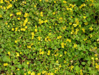 Вербейник монетчатый (луговой чай), Lysimachia nummularia