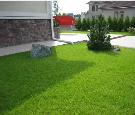 Полевица побегоносная (ползучая, или болотная), Agrostis stolonifera