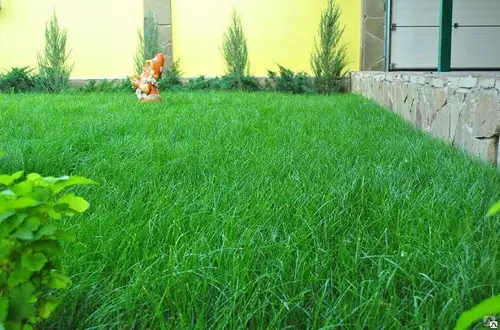 Кострец безостый, Brōmus inērmis