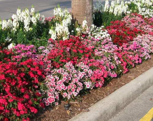 Гвоздика китайская, Dianthus chinensis