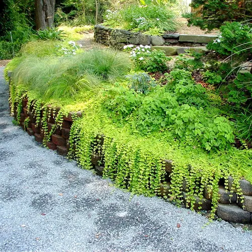 Вербейник монетчатый (луговой чай), Lysimachia nummularia