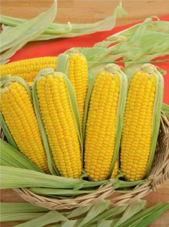 Тройная сладость (Россия)