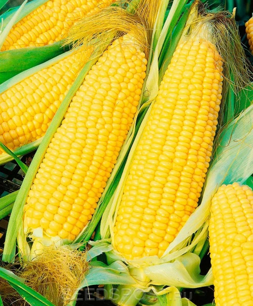 Хони Бэнтам F1 (Япония)